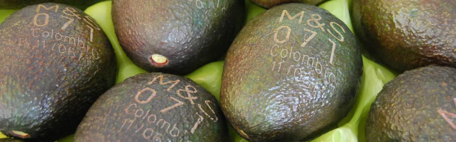 Laserkennzeichnung von Avocados