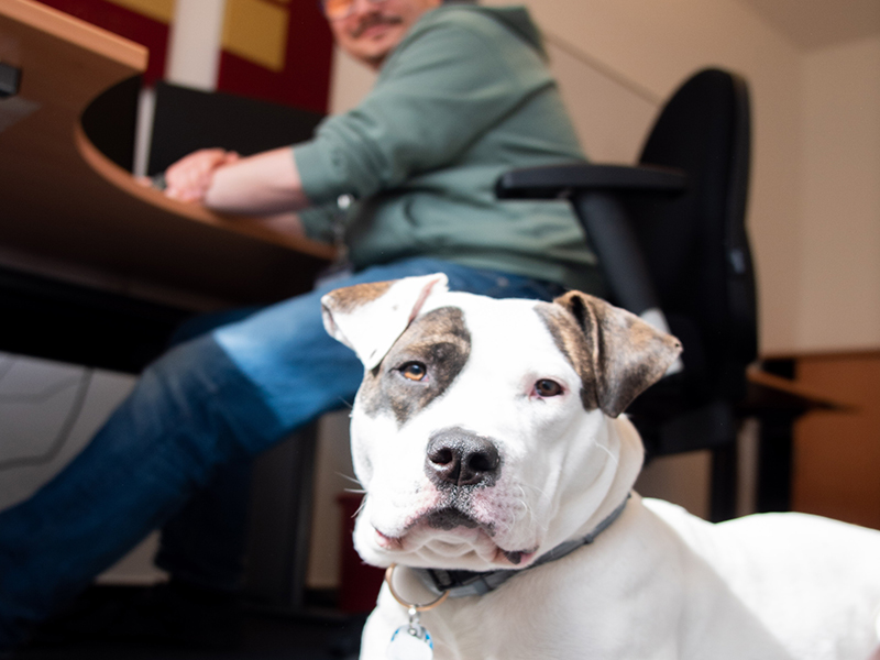 dlg-team-dog