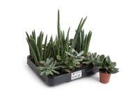 M230i-TB - Non-Contact Labelling on succulent packaging