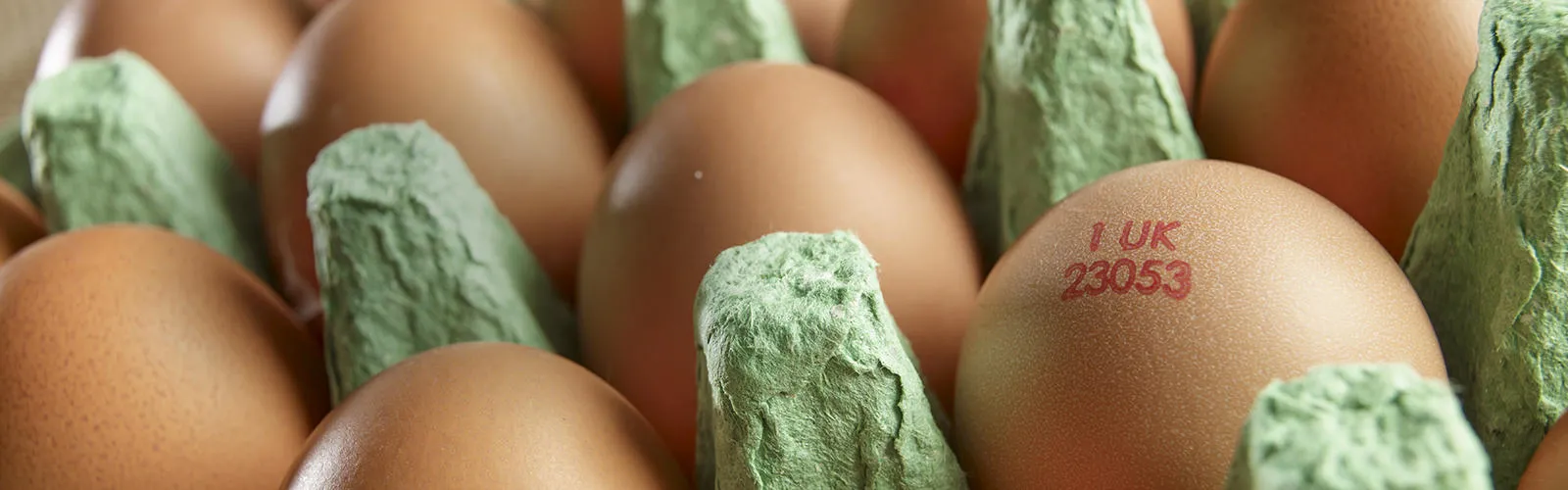 Industry-Food-Banner-Eggs-Shell