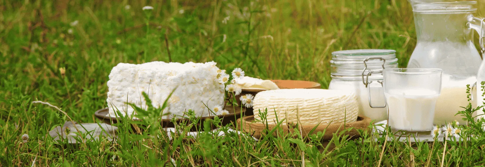 cheese-solutions-banner