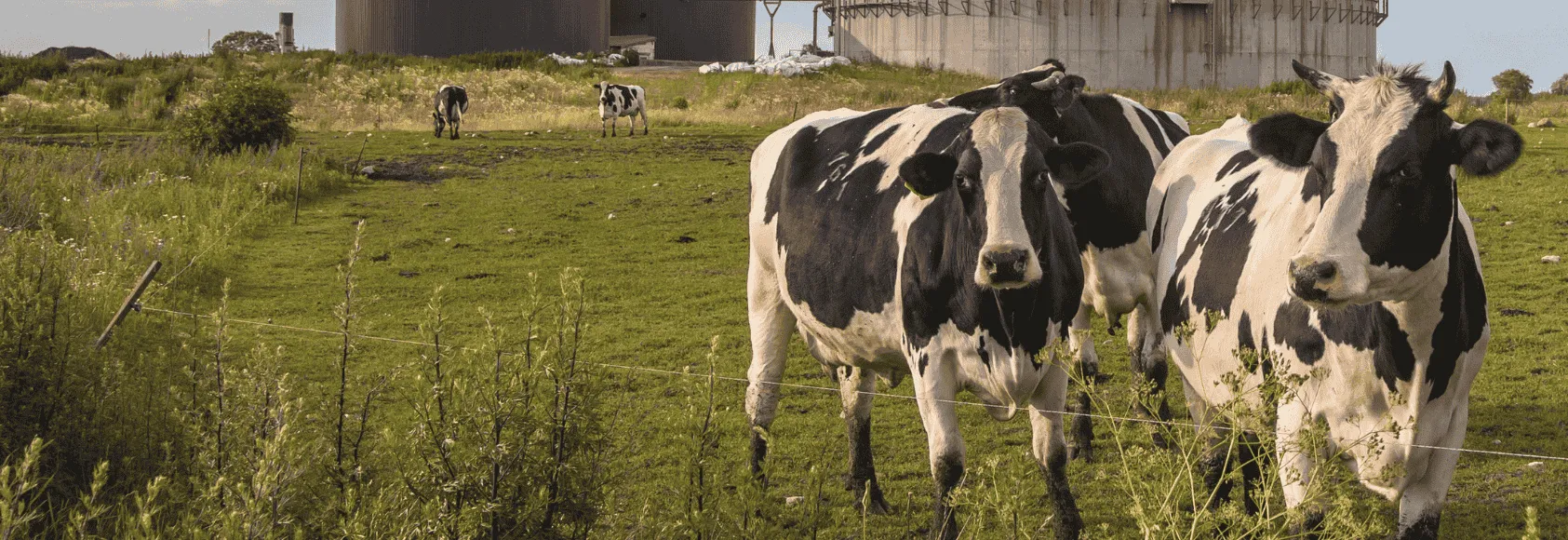 dairy-campaign-header