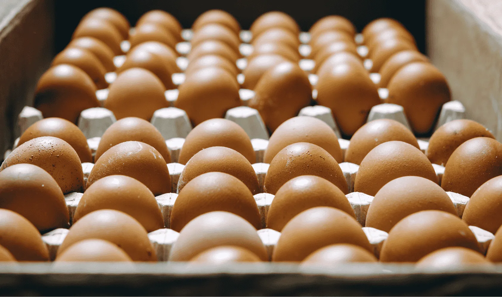gx-egg-coding